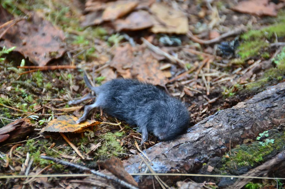 Klicka för att förstora