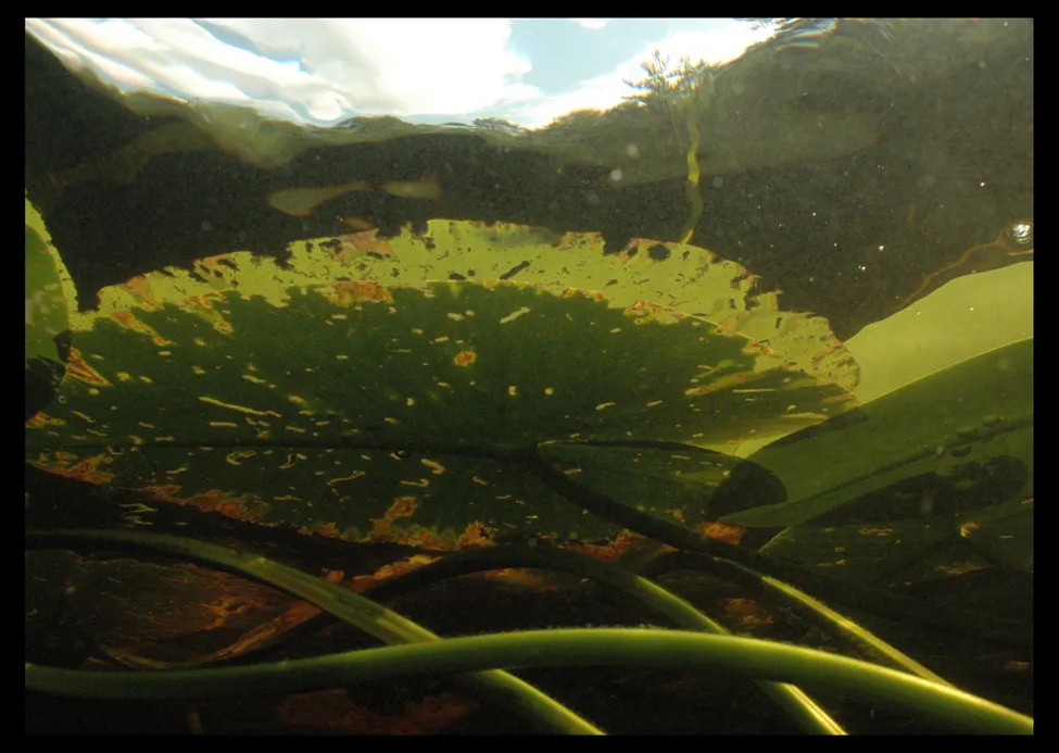 Klicka för att förstora