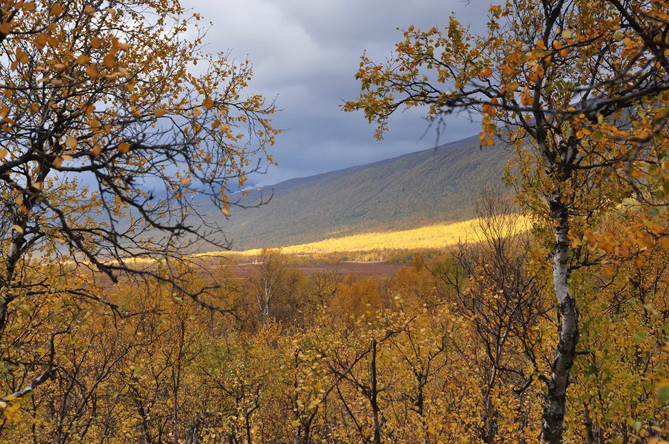 Klicka för att förstora