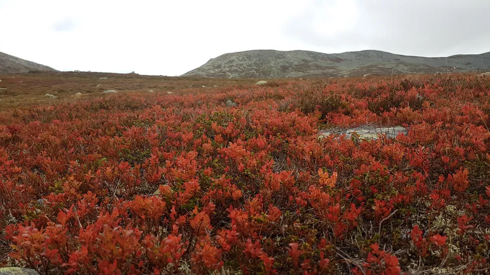 Klicka för att förstora