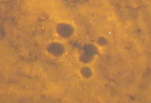 Vad är detta för något???