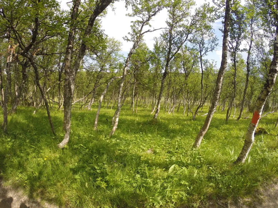 Klicka för att förstora