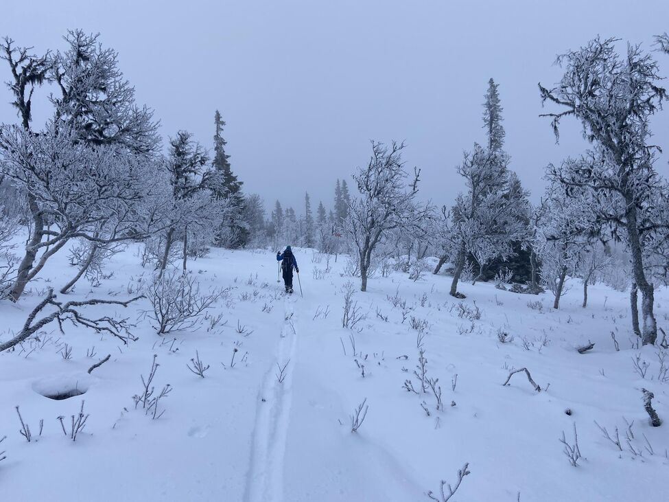 Klicka för att förstora
