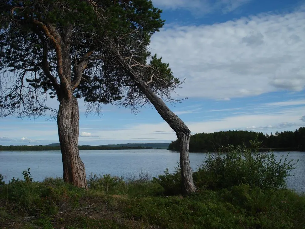 Klicka för att förstora