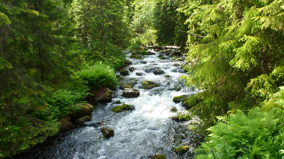 Klicka för att förstora