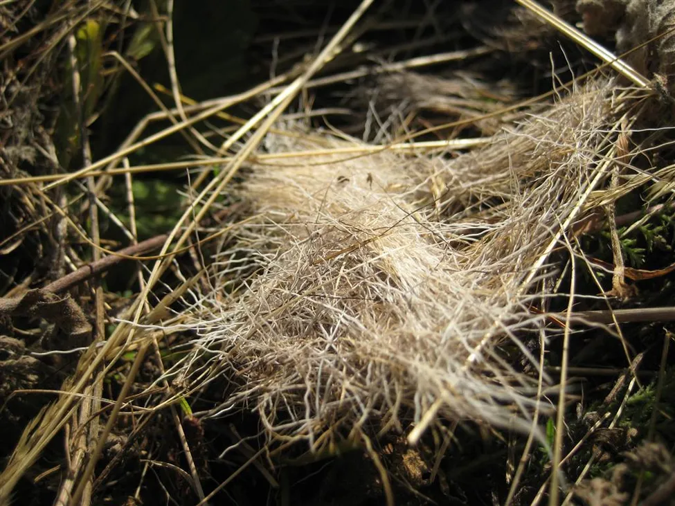 Klicka för att förstora