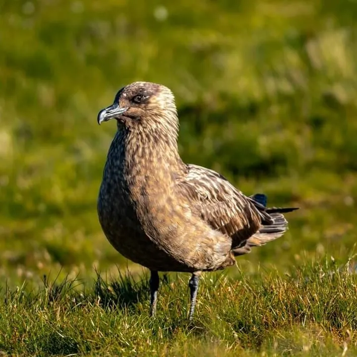 Klicka för att förstora