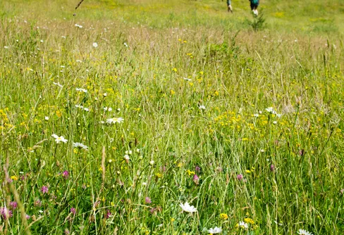 Midsommar i Nemos tasspår