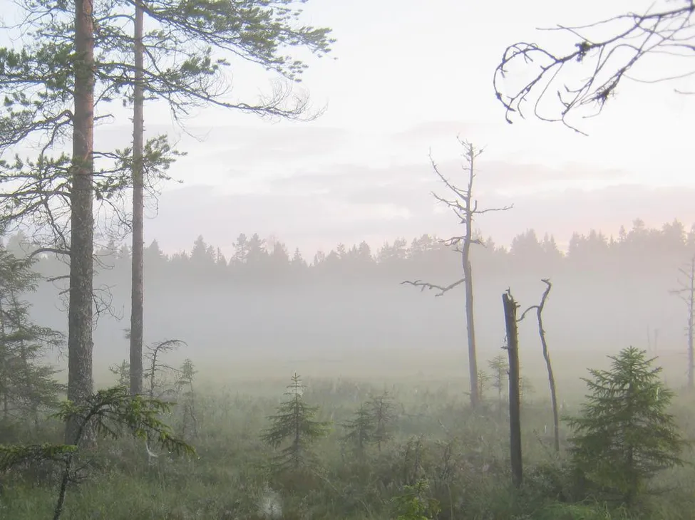 Klicka för att förstora