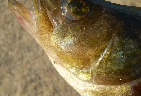 Övernattning och stjärnhimmel utan norrsken
