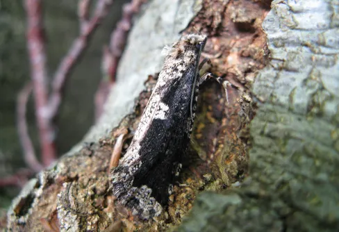 Sverige fick 181 nya naturreservat 2019