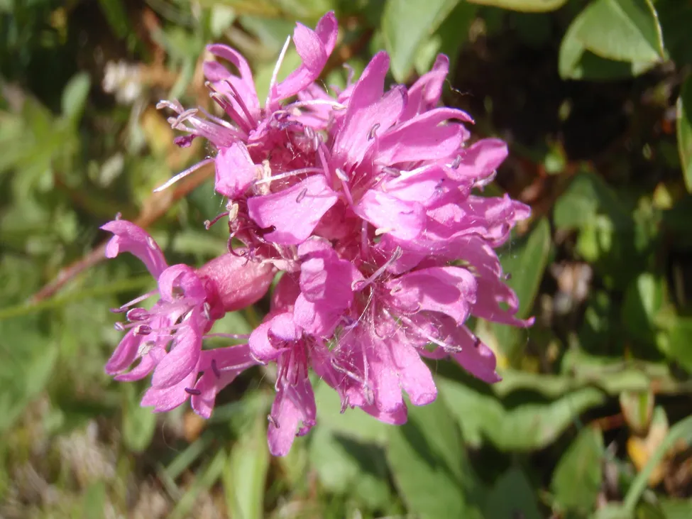 Klicka för att förstora