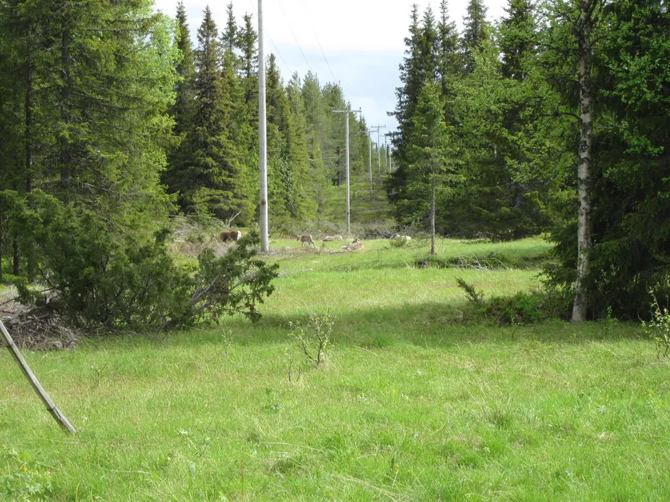 Klicka för att förstora