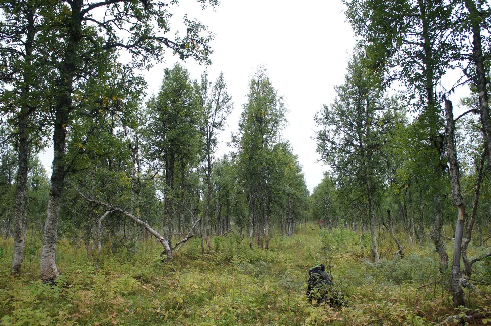 Klicka för att förstora