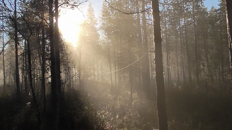 Klicka för att förstora