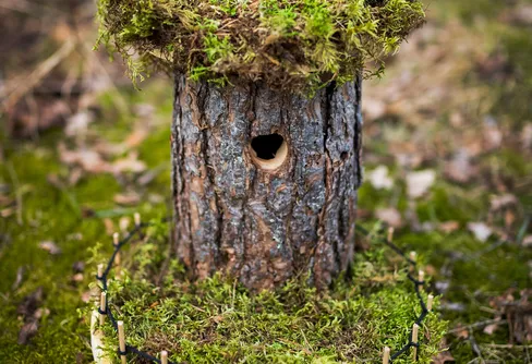 SM i fågelholk har avgjorts