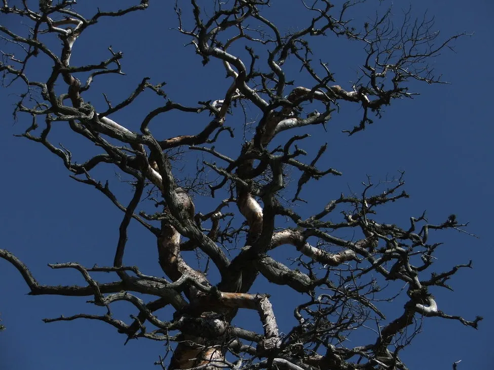 Klicka för att förstora