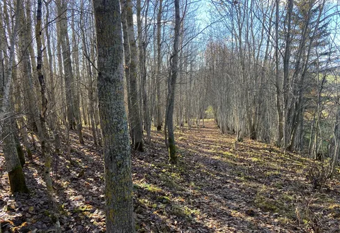 Skogsvandring vid Ändsjön 241019
