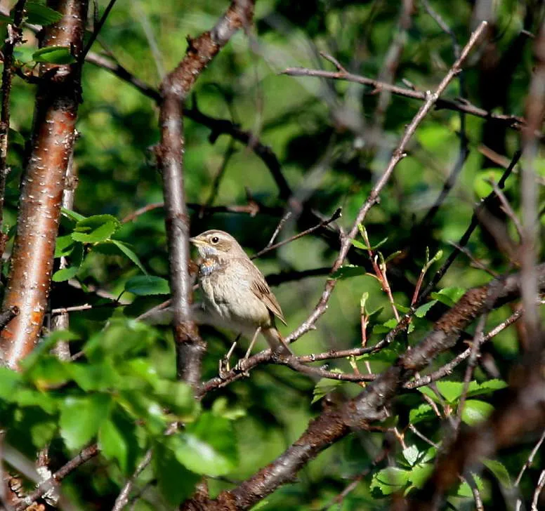 Klicka för att förstora