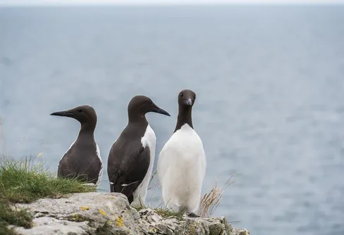 Livewebbkameror filmar sillgrisslorna på Gotland
