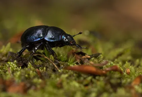 22 maj - Biologiska mångfaldens dag