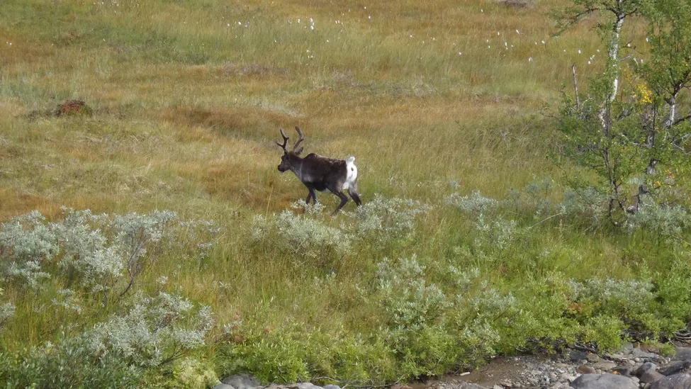 Klicka för att förstora