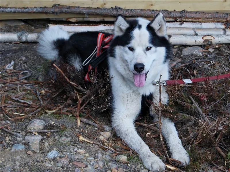 Klicka för att förstora