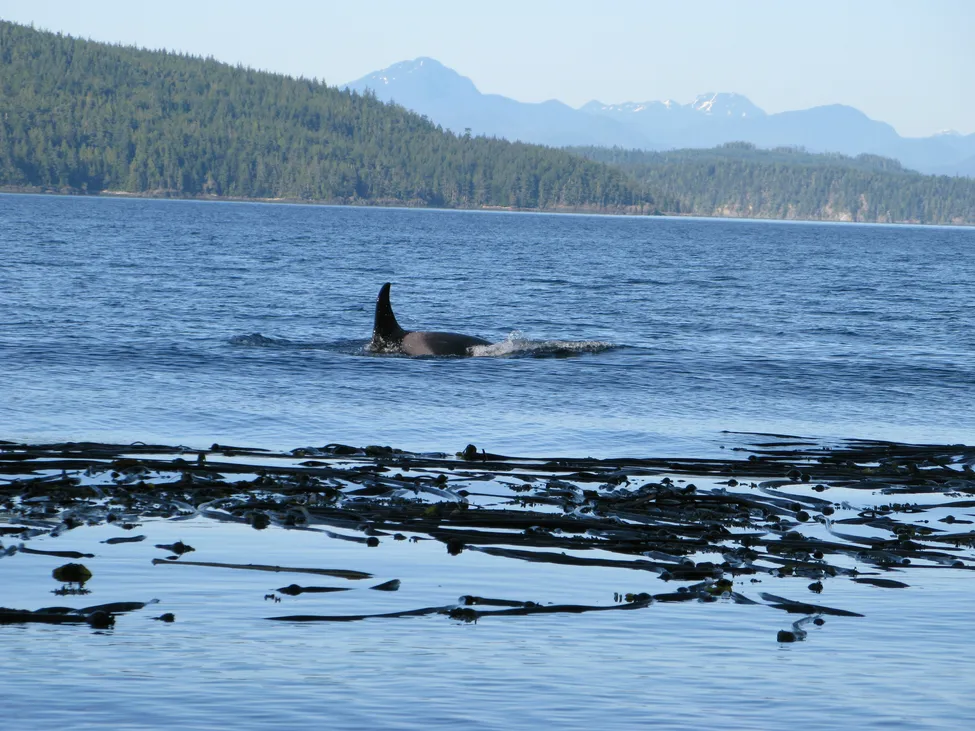 Klicka för att förstora