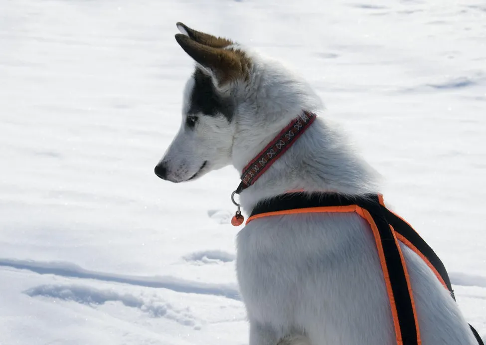 Klicka för att förstora