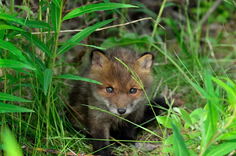 Klicka för att förstora