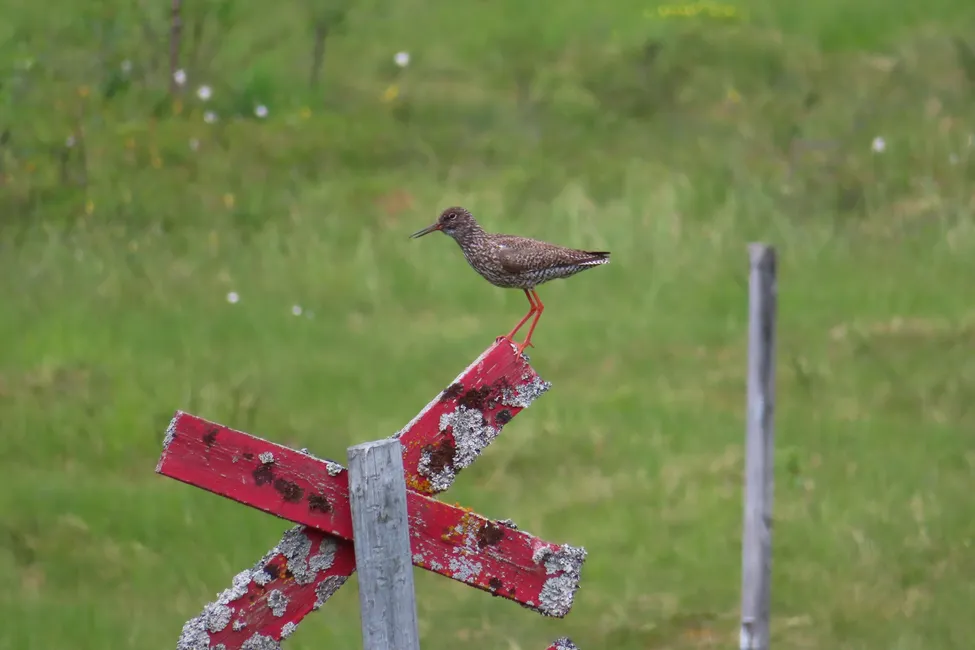 Klicka för att förstora