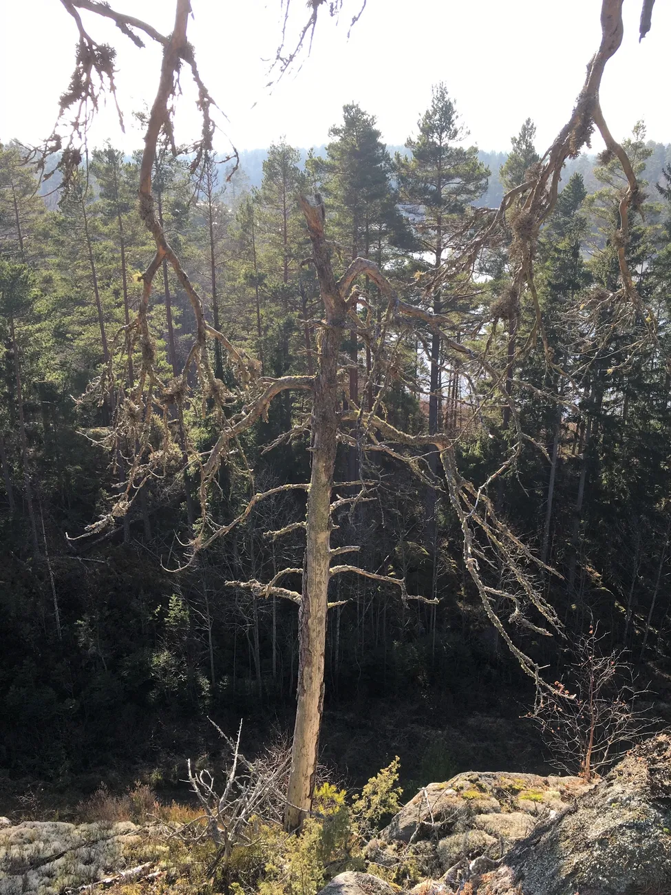 Klicka för att förstora