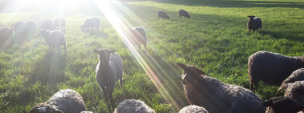 Klicka för att förstora