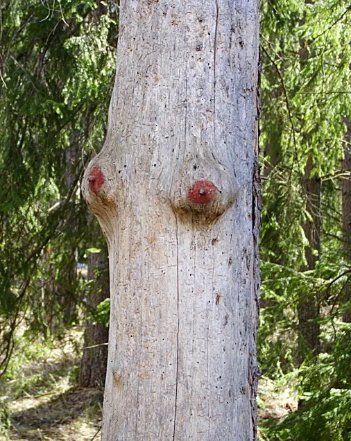 Klicka för att förstora