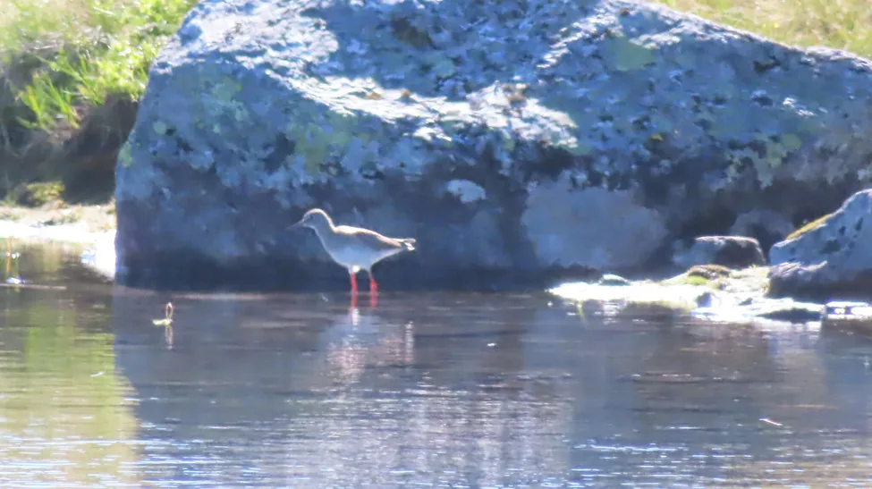 Klicka för att förstora