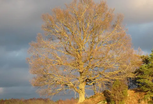Ny fototävling! - Träd jag mött