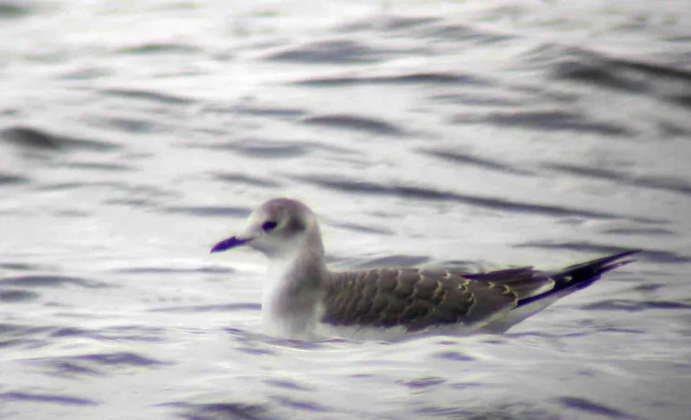Klicka för att förstora