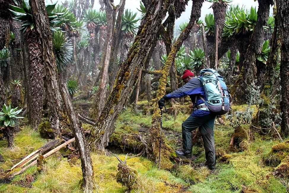 Klicka för att förstora
