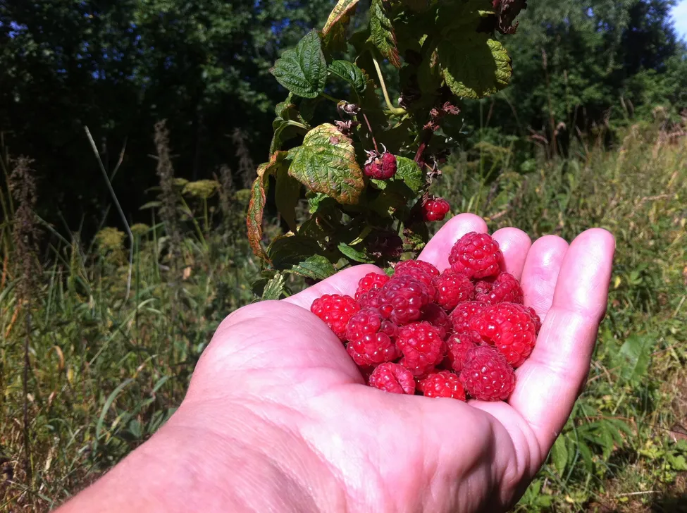 Klicka för att förstora