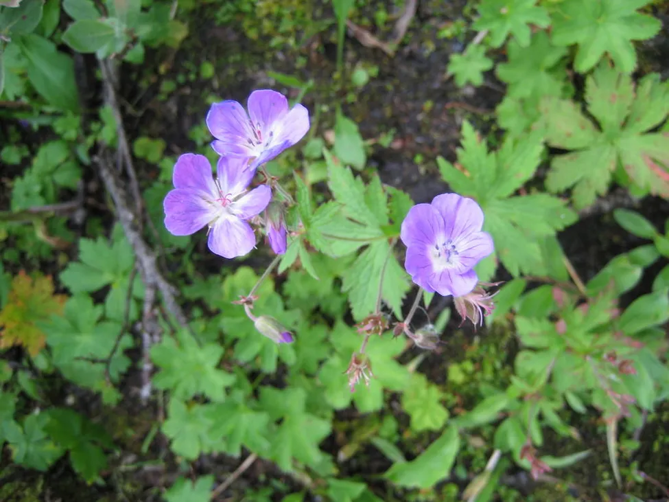 Klicka för att förstora