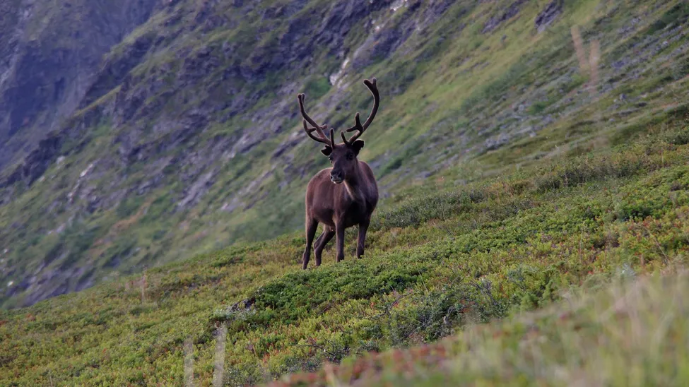 Klicka för att förstora