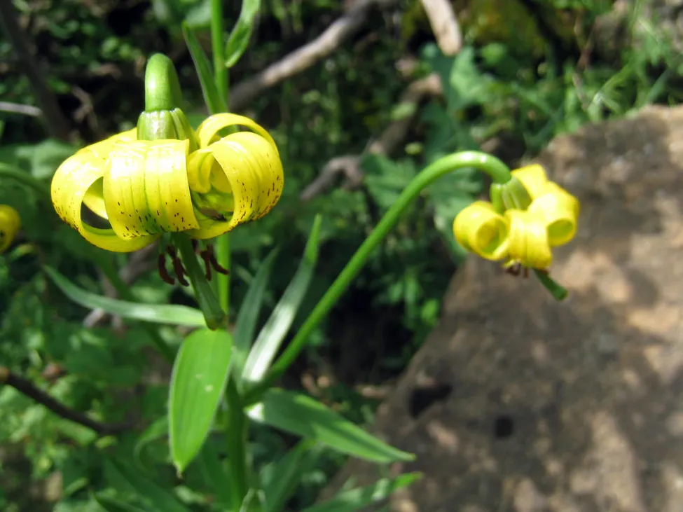 Klicka för att förstora
