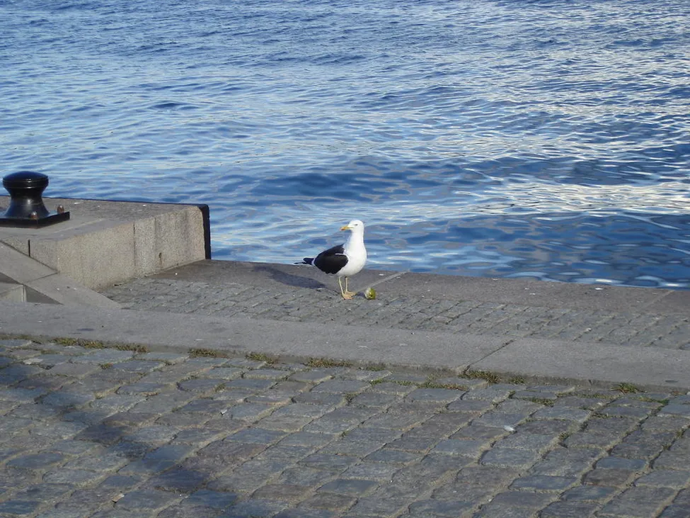 Klicka för att förstora
