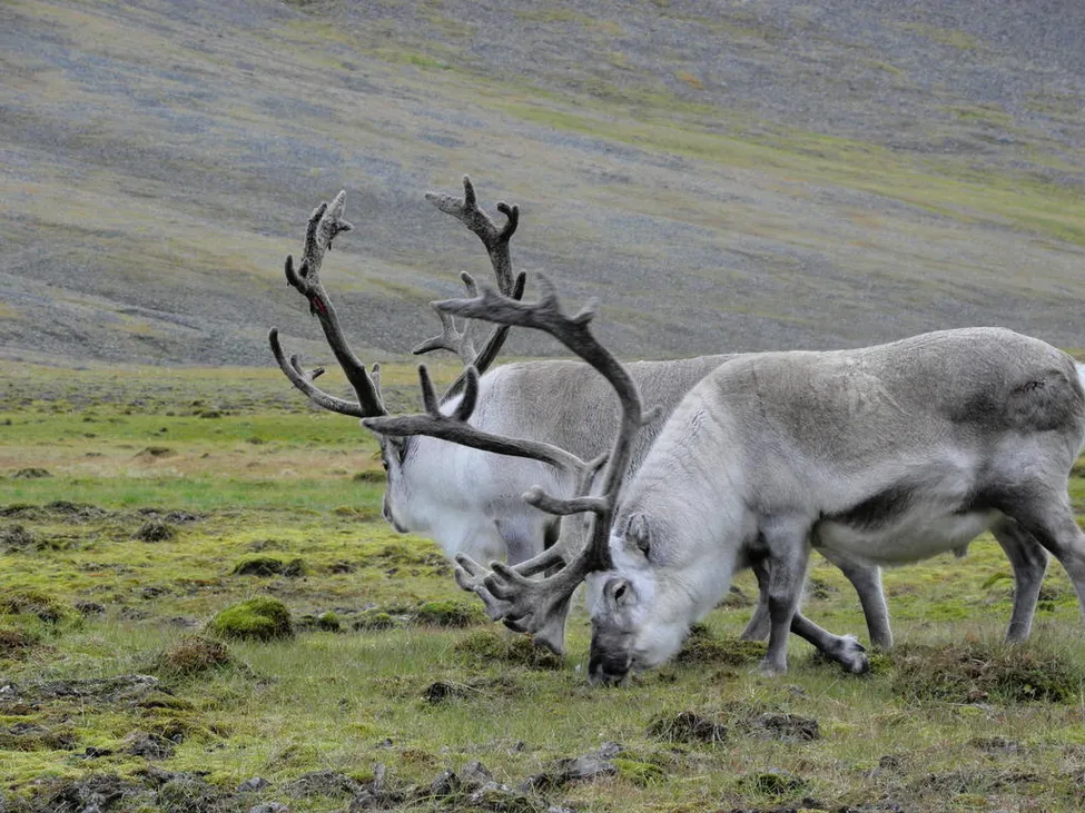Klicka för att förstora