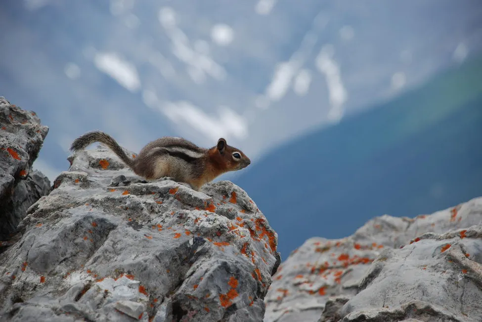 Klicka för att förstora