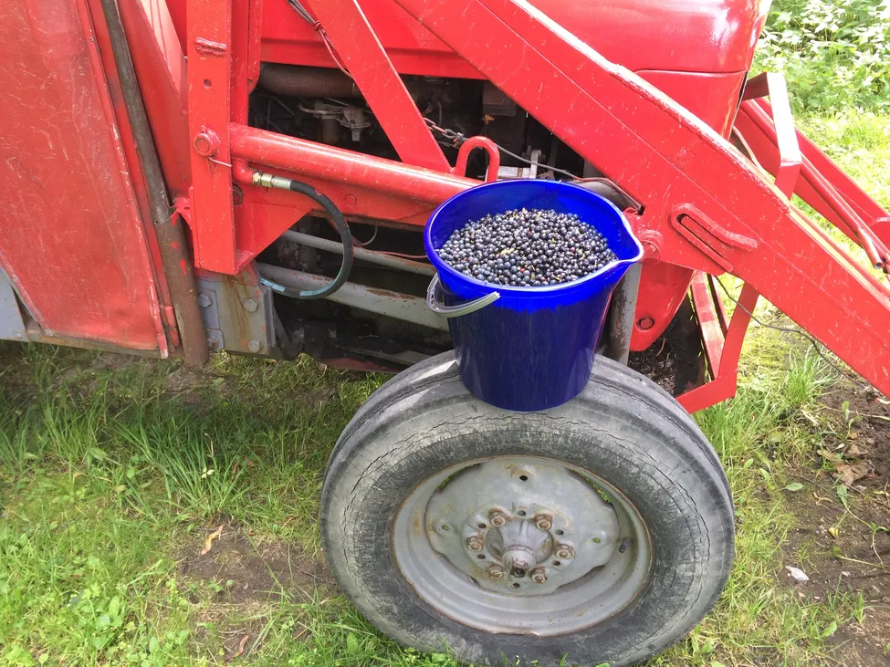 Klicka för att förstora