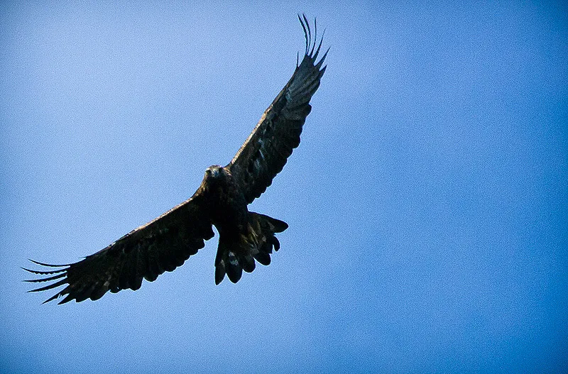 Klicka för att förstora