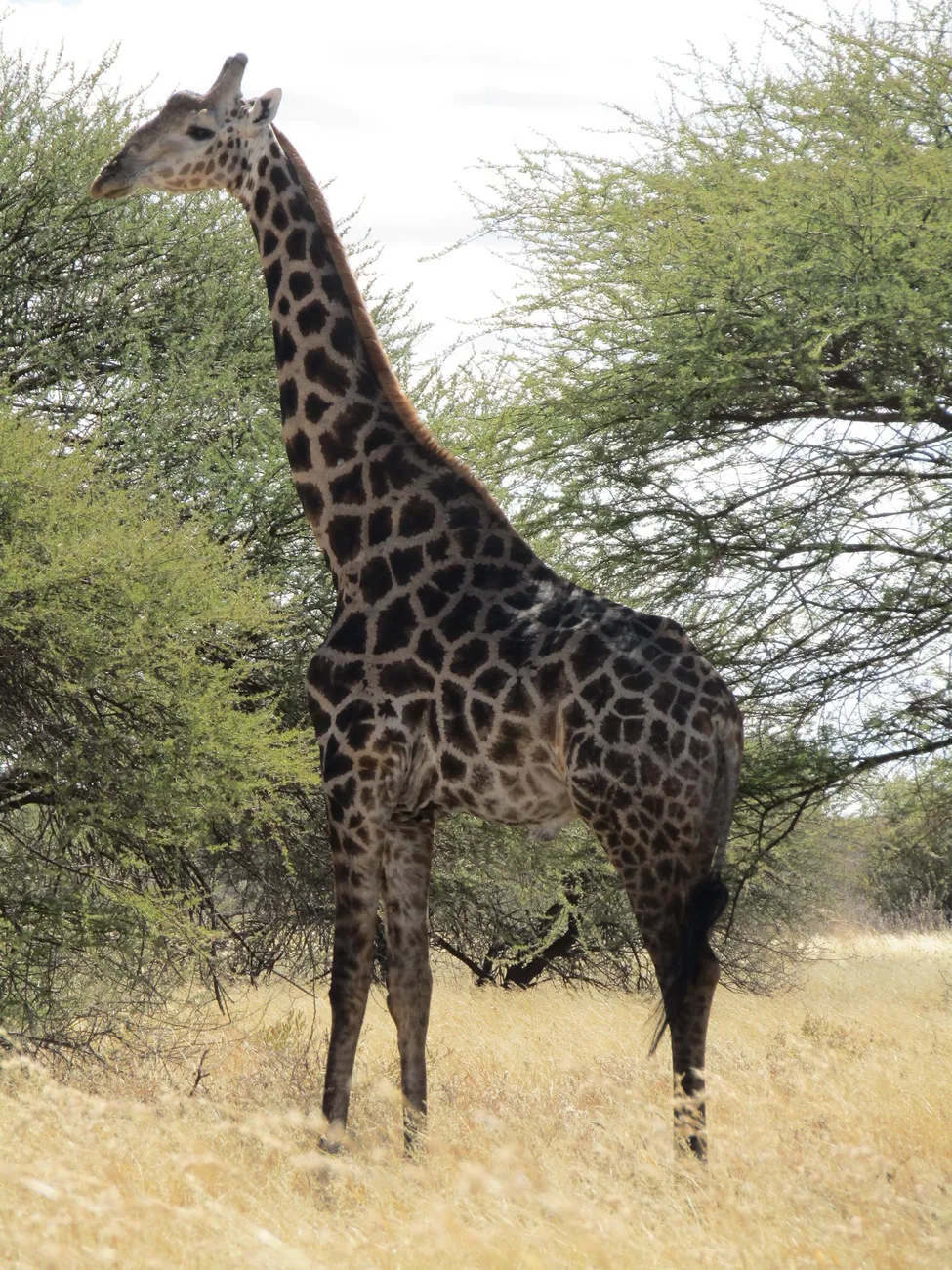 Klicka för att förstora