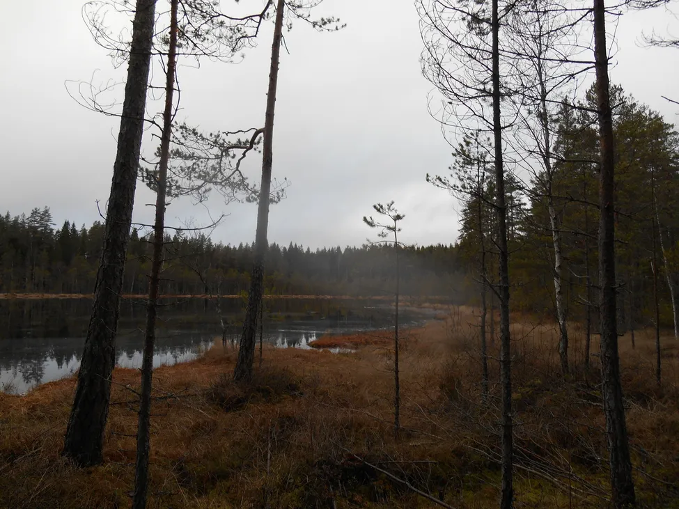 Klicka för att förstora