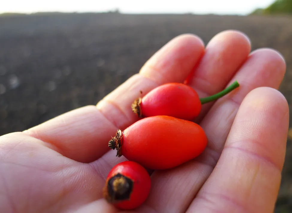 Klicka för att förstora